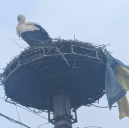 Новини України - На Закарпатті лелека приніс до гнізда прапор України
