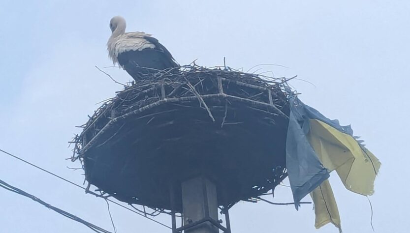 Новини України - На Закарпатті лелека приніс до гнізда прапор України