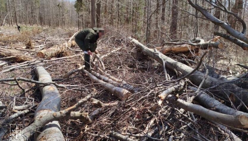 Новини України - На Закарпатті вирубали праліси для дороги