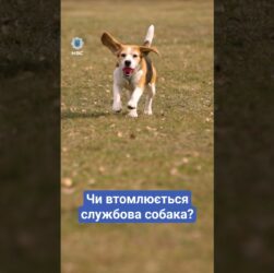 ❓ Чи втомлююсь я