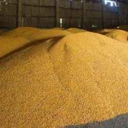 Новини світу - Росія почала постачати зерно новій владі Сирії - ЗМІ
