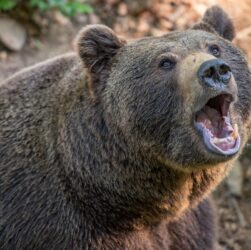Новини світу - У Румунії туристка загинула, втікаючи від ведмедя