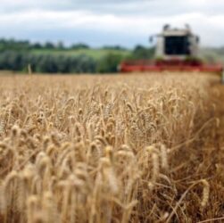 Новини бізнесу - Україні прогнозують найнижчий за 13 років урожай пшениці