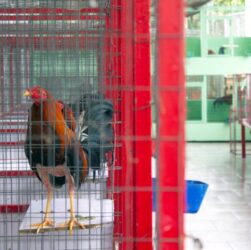 Новини світу - Унаслідок стрілянини на півнячих боях в Еквадорі загинули 11 осіб