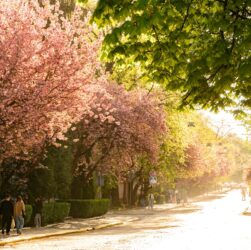 Новини України - В Ужгороді почався пік цвітіння сакур