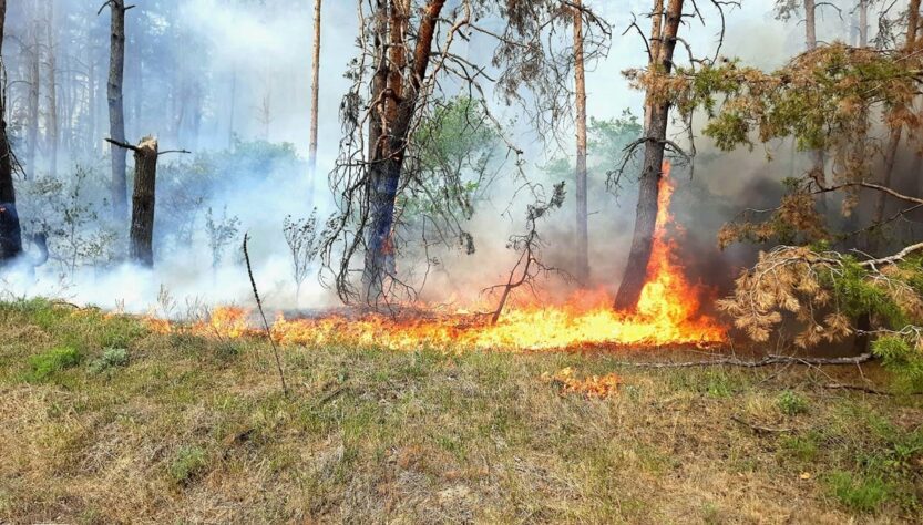 Новини України - На Харківщині триває ліквідація 11 лісових пожеж