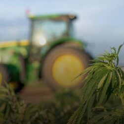 Новини бізнесу - В Україні нині зареєстровано 38 підприємств з вирощування конопель