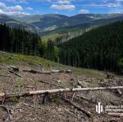 Новини України - Вирубали ліс на 12 млн: на Закарпатті судитимуть групу лісників