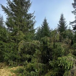 Новини України - Лісничому загрожує до п’яти років за вирубку дерев у заповіднику