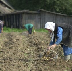 Новини бізнесу - Лукашенко допрацювався до картопляної кризи у Білорусі - ЗМІ