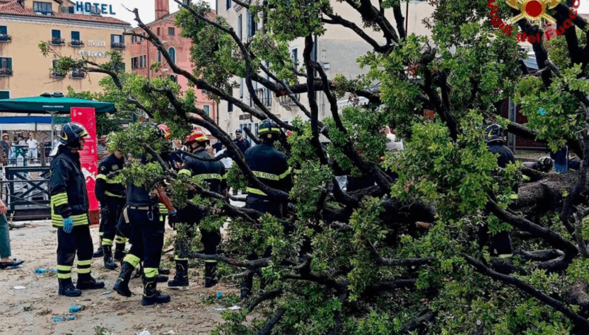 Новини світу - У центрі Венеції 50-річне дерево впало на туристів
