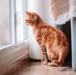 Технології - Вчені виявили ген муркотіння котів