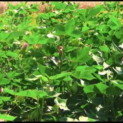 Бавовник – «біле золото» українського півдня