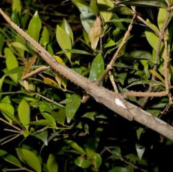 Технології - Австралії виявили новий вид комах завдовжки 40 см