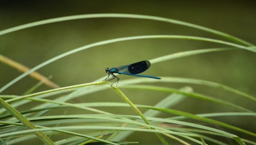Новини культури - Гороскоп для всіх знаків зодіаку на 1 серпня 2025 року