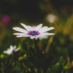 Новини культури - Гороскоп для всіх знаків зодіаку на 17 липня 2025 року