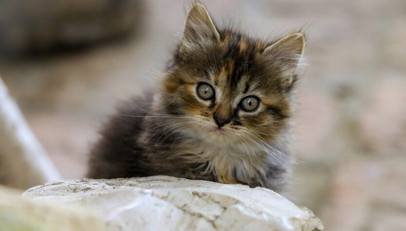 Новини культури - Гороскоп для всіх знаків зодіаку на 30 липня 2025 року