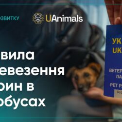 Правила перевезення домашніх тварин в автобусах: пояснює Рижуля