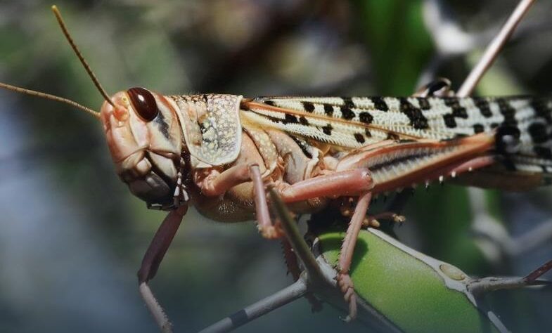 Новини України - Хто під загрозою. Нашестя сарани в Україні