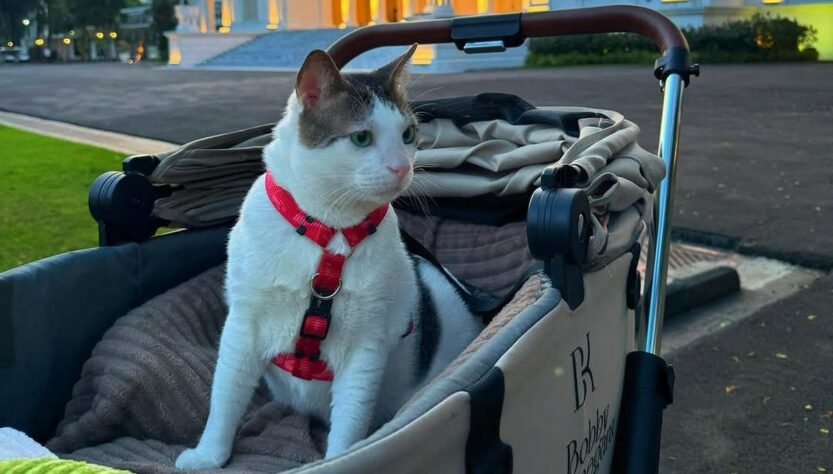 Новини світу - Кіт президента Індонезії отримав власну охорону