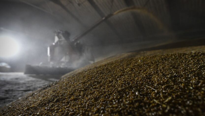 Новини бізнесу - Китай скоротив закупівлі російської пшениці у 16 разів