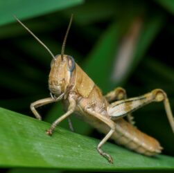 Новини України - На Херсонщині локалізували спалах сарани