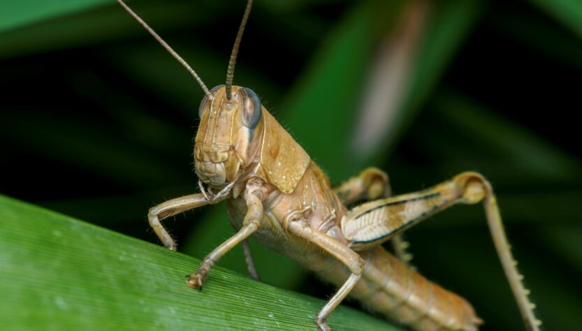 Новини України - На Херсонщині локалізували спалах сарани