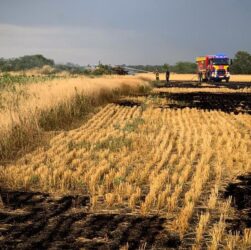 Новини України - На Миколаївщині вигоріло 70 гектарів пшениці