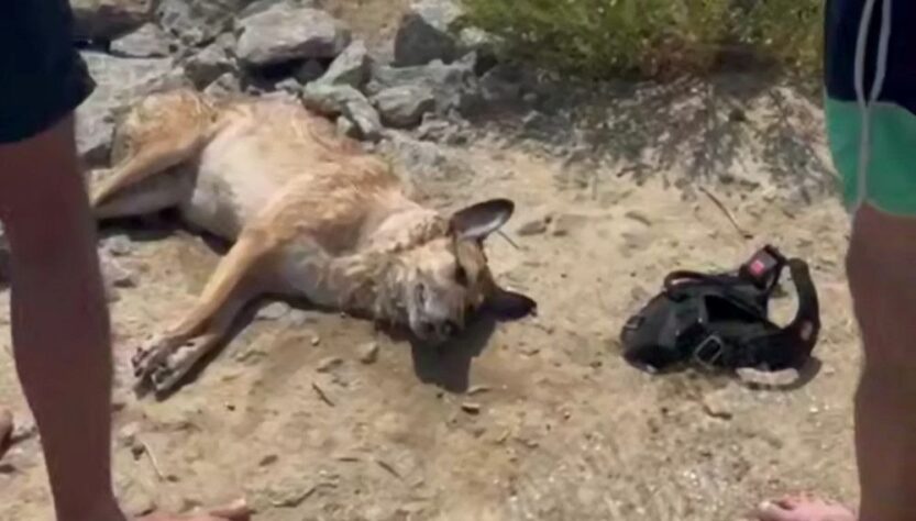 Новини України - На Одещині врятували собаку, яку власник намагався втопити у морі