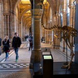 Технології - Науковці хочуть "оживити" птаха, що вимер 600 років тому