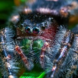 Новини світу - Німецькі митники вилучили 1,5 тис. тарантулів у коробках з тістечками