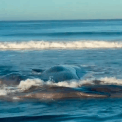 Новини світу - Після землетрусу в Росії на берег викинуло китів