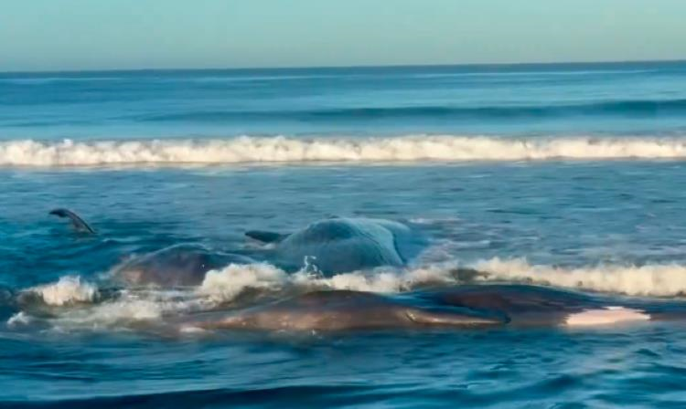 Новини світу - Після землетрусу в Росії на берег викинуло китів