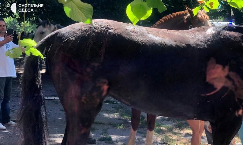 Новини України - Росіяни вдарили дронами по стайні в Одесі: одна тварина загинула