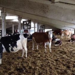 Новини України - У Черкаській області троє людей загинули на фермі