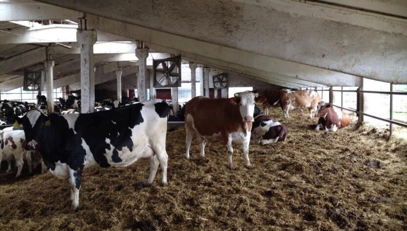 Новини України - У Черкаській області троє людей загинули на фермі