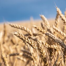 Новини бізнесу - У Мінагрополітики знизили прогноз врожаю зернових на 5%