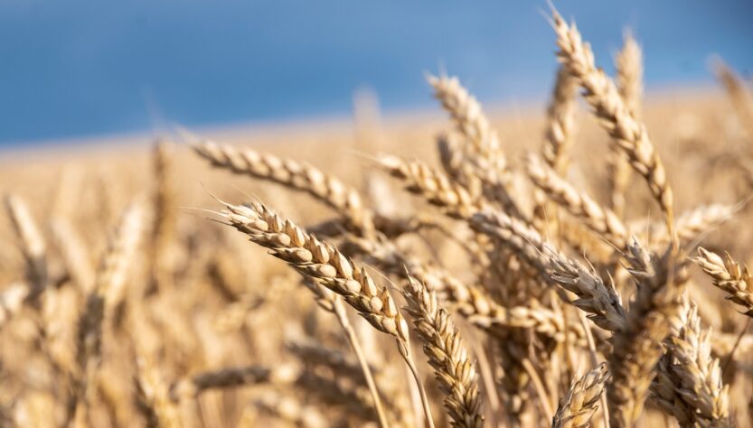 Новини бізнесу - У Мінагрополітики знизили прогноз врожаю зернових на 5%