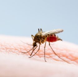 Новини України - У Рівному зафіксували випадок ввізної тропічної малярії