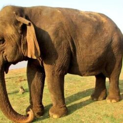 Новини світу - В Індії померла найстаріша слониха Ватсала