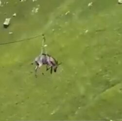 Новини світу - В Росії віслюка запустили на зиплайні зі схилу