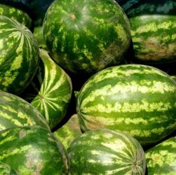 Новини бізнесу - В Україні стрімко знижуються ціни на кавуни