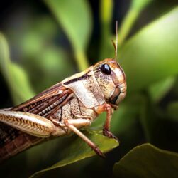 Новини України - В Україні запровадили режим боротьби з сараною