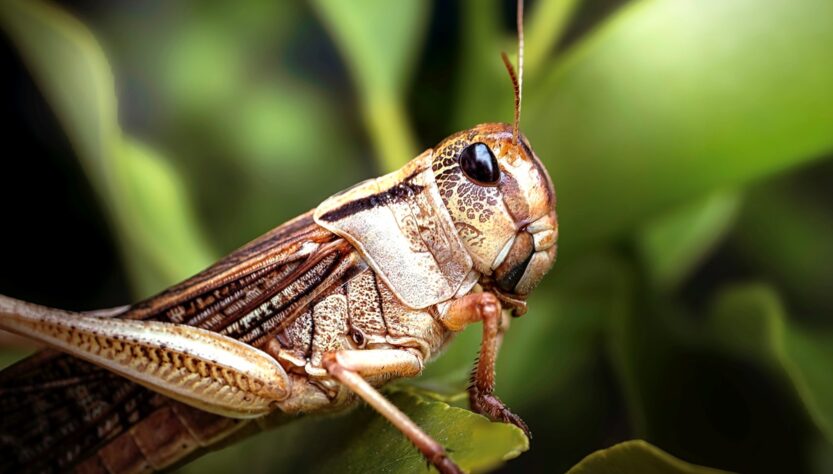 Новини України - В Україні запровадили режим боротьби з сараною