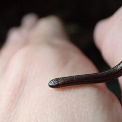 Технології - Змія, яку вважали вимерлою, знову з’явилася на Барбадосі