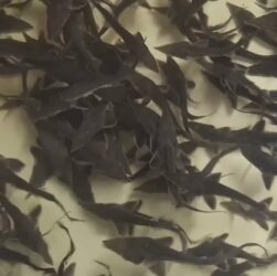 Про тонкощі розведення осетрових на Кіровоградщині