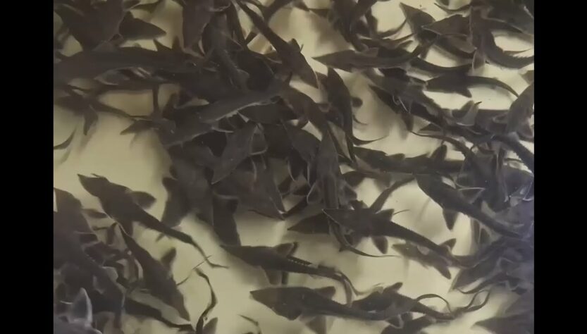 Про тонкощі розведення осетрових на Кіровоградщині