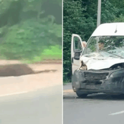 Новини України - Біля Вінниці мікроавтобус збив лося