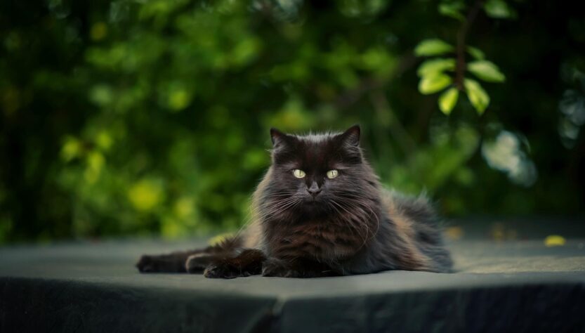 Новини культури - Гороскоп для всіх знаків зодіаку на 28 серпня 2025 року