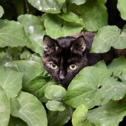 Новини культури - Гороскоп для всіх знаків зодіаку на перші вихідні серпня 2025 року